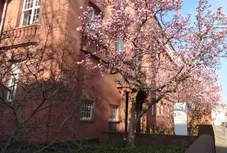 blühende Magnolien vor dem Roten Haus