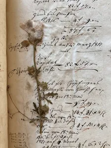 Quelle: Landeskirchliches Archiv Karlsruhe, Mareike Ritter Herbarium in einem Rechnungsband des 19. Jahrhunderts im Pfarrarchiv Unteröwisheim